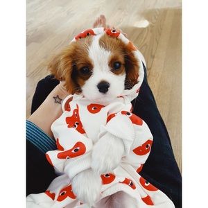 Cute hearts hoodie for a puppy or a small dog .